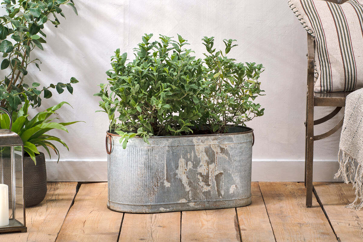 Nkuku Akasa Trough Planter – Zinc