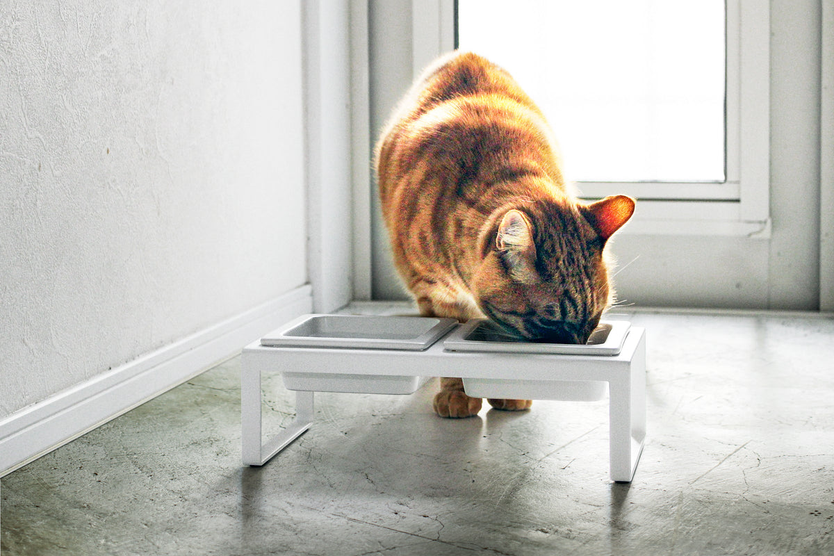 Pet Food Bowl - Tall - Steel + Ceramic